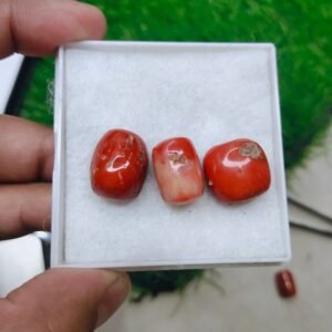 Original Natural italian Red Coral Marjan (مونگا،